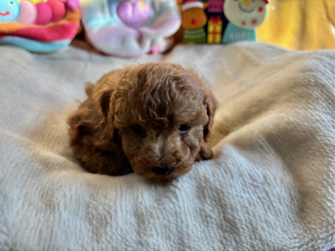 トイプードル　女の子　2024年10月14日生まれ