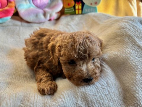 トイプードル　男の子　2025.10.19生まれ