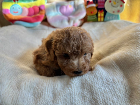 トイプードル　男の子　2025.10.19生まれ