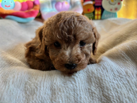 トイプードル　女の子　2024年10月14日生まれ