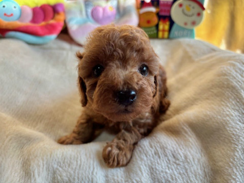 トイプードル　男の子　2025.10.19生まれ