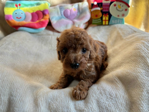 トイプードル　女の子　2024年10月14日生まれ