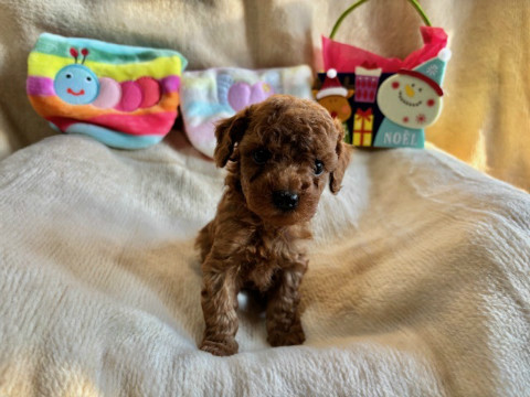 トイプードル　女の子　2024年10月14日生まれ