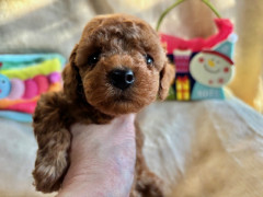 トイプードル　男の子　2025.10.19まれ
