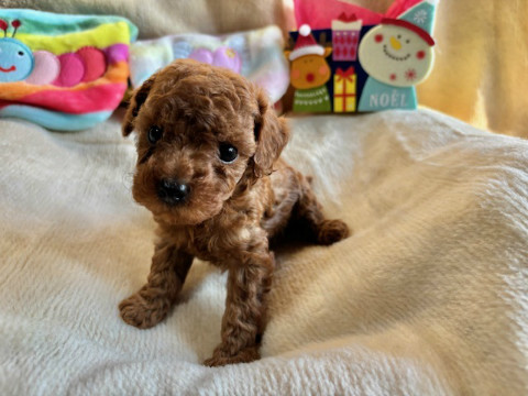 トイプードル　男の子　2025.10.19生まれ