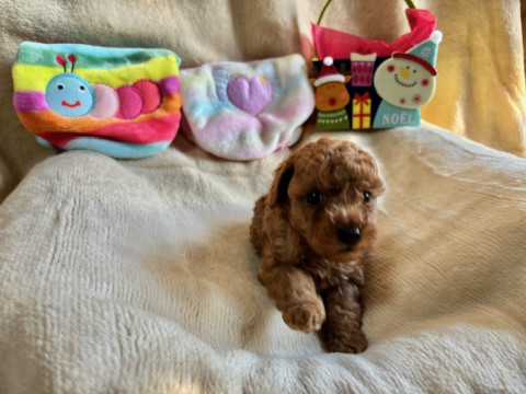 トイプードル　男の子　2025.10.19生まれ