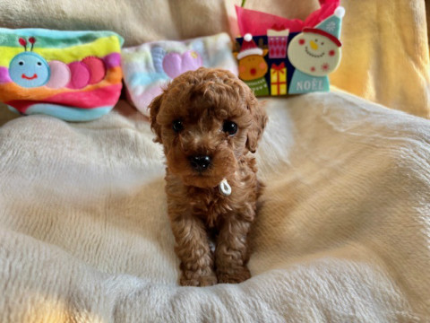 トイプードル　男の子　2025.10.19生まれ