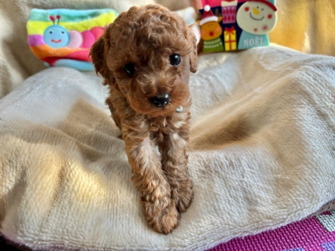 トイプードル　女の子　2024年10月14日生まれ