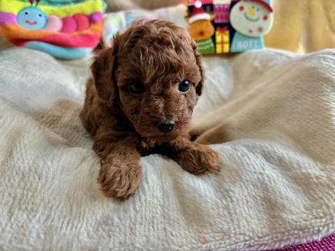 トイプードル　女の子　2024年10月14日生まれ
