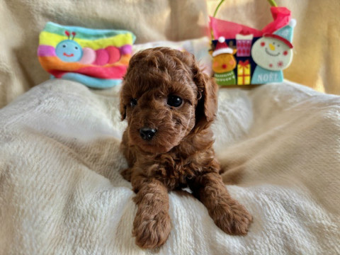 トイプードル　男の子　2025.10.19生まれ