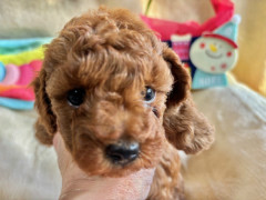 トイプードル　男の子　2025.10.19まれ