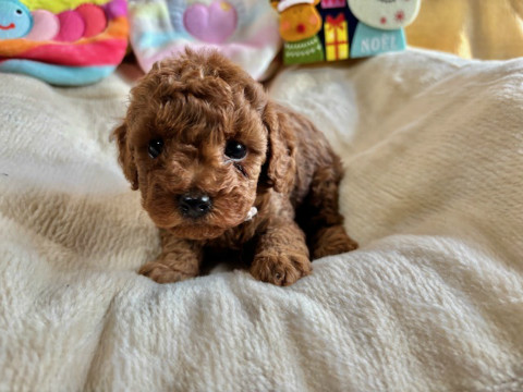 トイプードル　男の子　2025.10.19生まれ