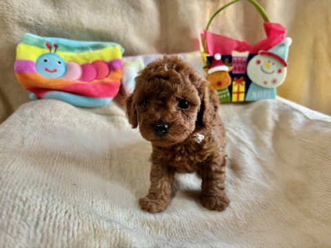 トイプードル　女の子　2024年10月14日生まれ