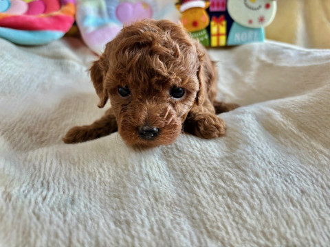 トイプードル　男の子　2025.10.19生まれ