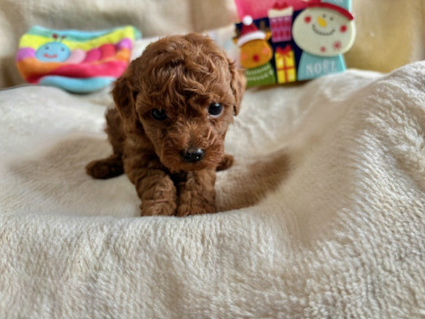 トイプードル　女の子　2024年10月14日生まれ